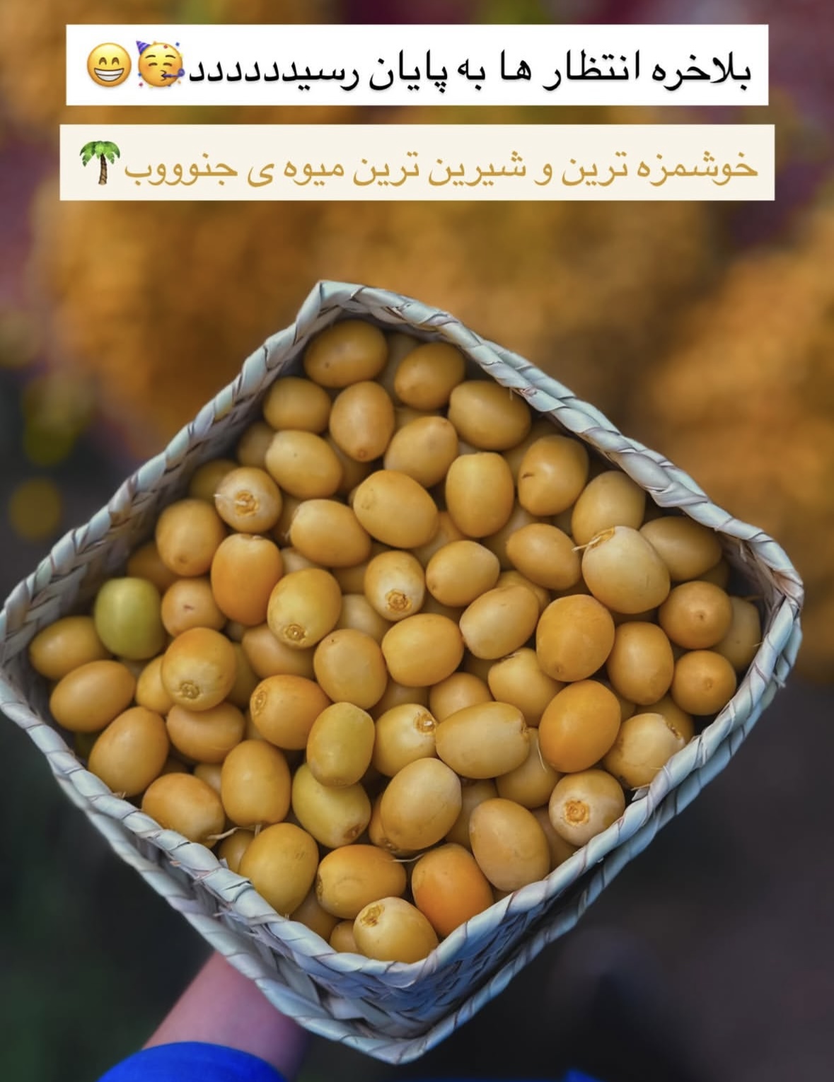 خارک برحی؛ زرد، مرواریدی و شیرین