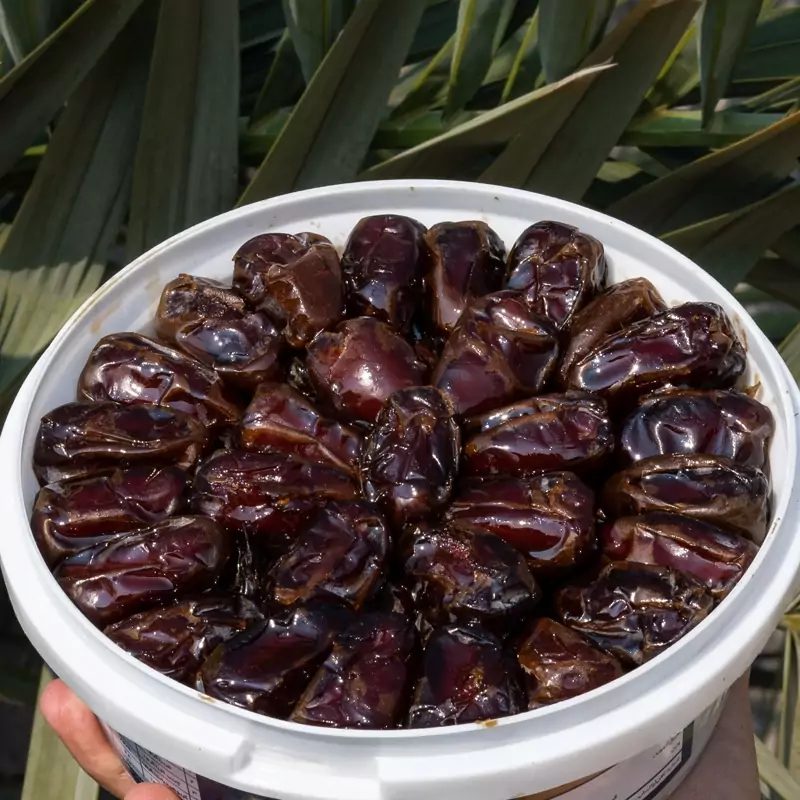 خرمای کبکاب لوکس سطلی (ده کیلویی)