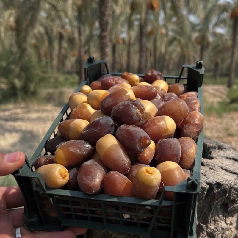 رطب عسلی درجه یک کبکاب ( یک کیلویی)