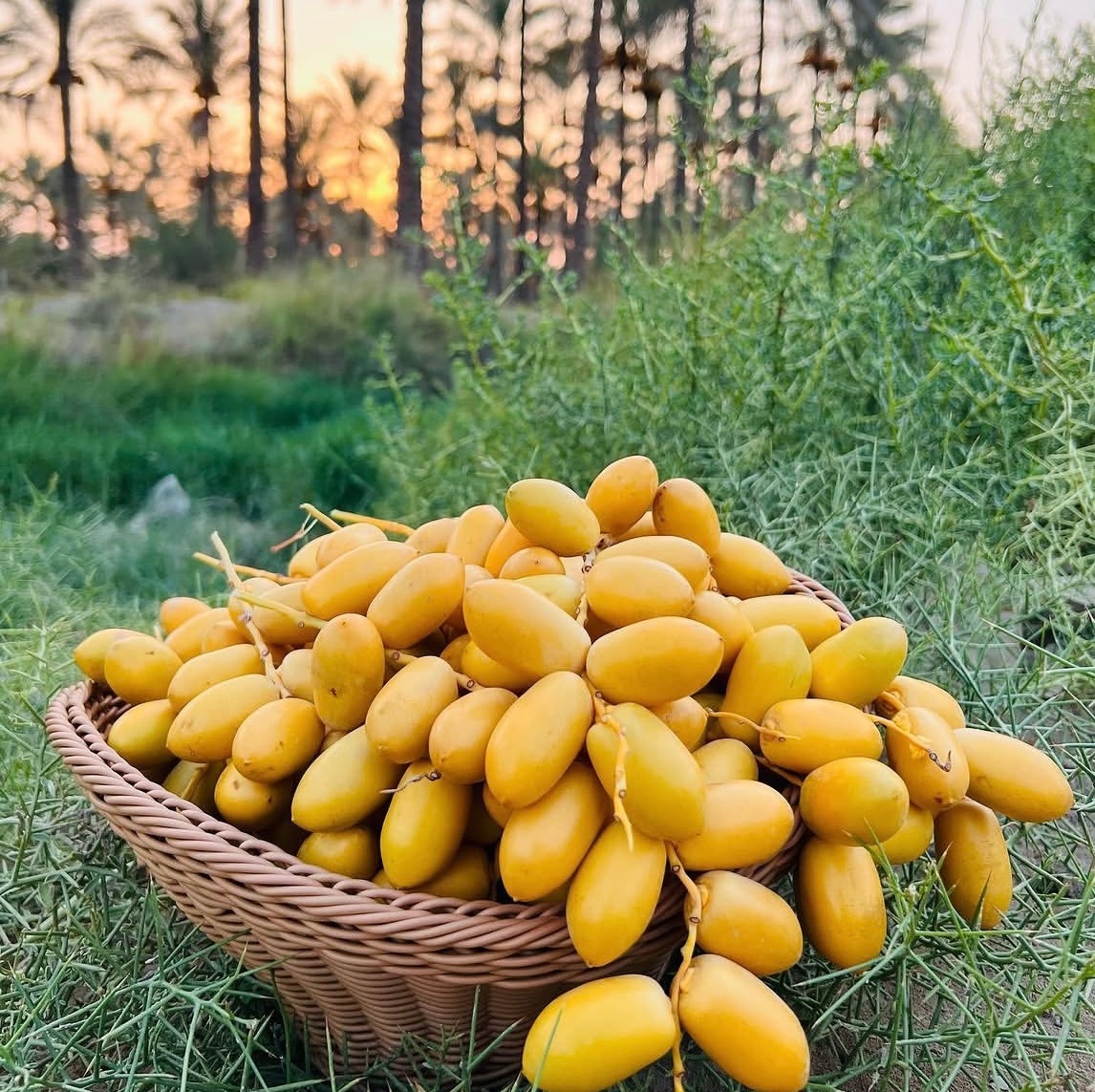 خارک شیرین و درجه یک جنوبی ارسال باچاپار