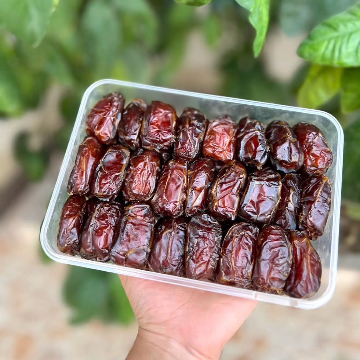 خرما کبکاب بدون شیره (نیم کیلوگرم)