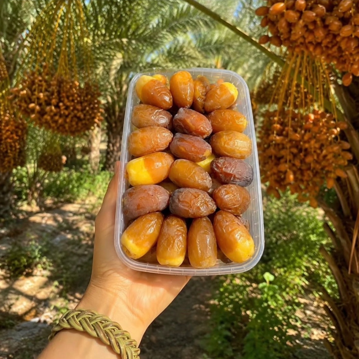 رطب عسلی تازه پک سه کیلویی | دخترجنوبی