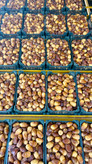 رطب عسلی درشت کبکاب (پک چهار کیلویی) بسته بندی در ظرف
